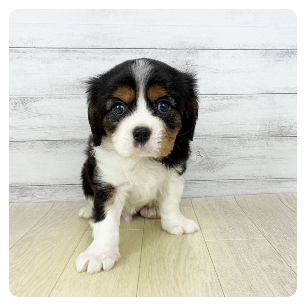 愛知県のキャバリアキングチャールズスパニエル (犬の家＆猫の里MiO香久山店/2025年9月15日生まれ/男の子/トライカラー)の子犬の2枚目の画像
