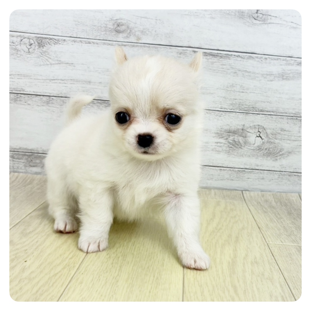 岡山県のチワワ(ロング) (犬の家＆猫の里倉敷中庄店/2025年9月15日生まれ/男の子/クリームホワイト)の子犬の2枚目の画像