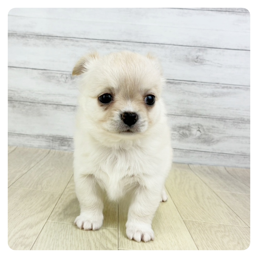 京都府のチワワ(ロング) (犬の家＆猫の里京都樟葉店/2025年9月15日生まれ/男の子/クリームホワイト)の子犬