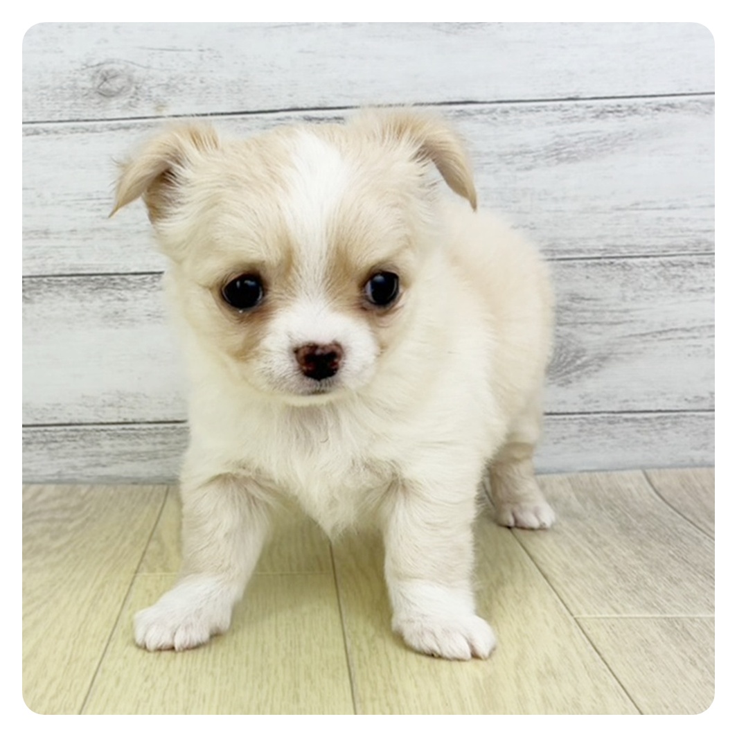 岐阜県のチワワ(ロング) (犬の家＆猫の里カラフルタウン岐阜店/2025年9月15日生まれ/女の子/クリームホワイト)の子犬