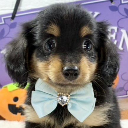 岡山県のチワックス(チワワ×ダックス) (犬の家＆猫の里倉敷中庄店/2025年9月15日生まれ/男の子/ブラックタン)の子犬の1枚目の画像