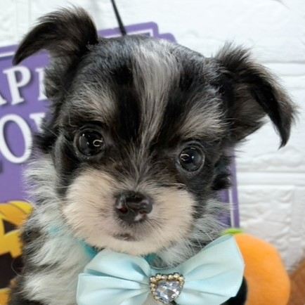 愛知県のチワマル/マルチワ(チワワ×マルチーズ) (犬の家＆猫の里碧南店/2025年9月16日生まれ/男の子/ブラッククリームホワイト)の子犬の1枚目の画像