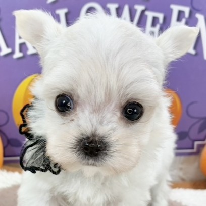 兵庫県のチワマル/マルチワ(チワワ×マルチーズ) (犬の家＆猫の里神戸店/2025年9月16日生まれ/女の子/ホワイトクリーム)の子犬