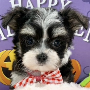 京都府のチワマル/マルチワ(チワワ×マルチーズ) (犬の家＆猫の里京都精華店/2025年9月16日生まれ/女の子/ブラッククリームホワイト)の子犬