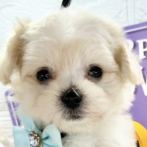 愛知県のマルプー(マルチーズ×プードル) (犬の家＆猫の里名古屋天白店/2025年9月17日生まれ/男の子/クリーム)の子犬の1枚目の画像