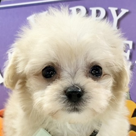 岐阜県のマルプー(マルチーズ×プードル) (犬の家＆猫の里岐南店/2025年9月17日生まれ/女の子/クリーム)の子犬の1枚目の画像