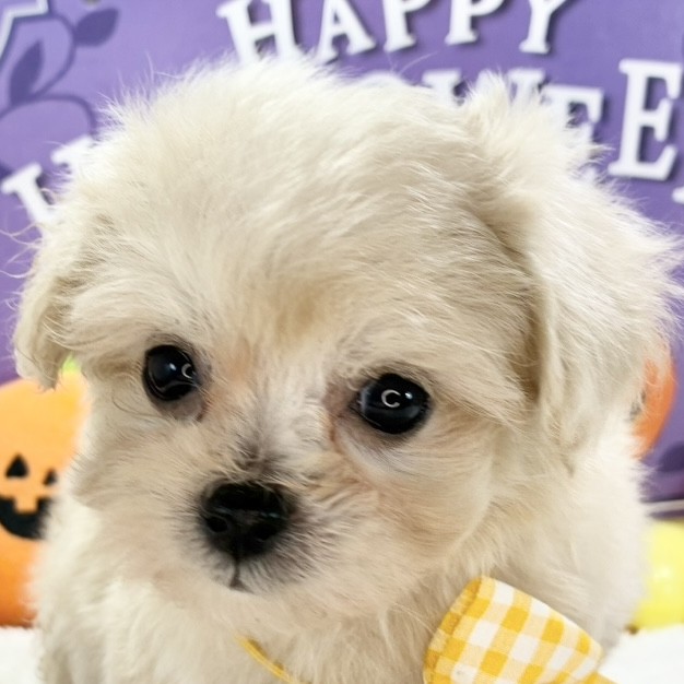 兵庫県のマルプー(マルチーズ×プードル) (犬の家＆猫の里尼崎店/2025年9月17日生まれ/女の子/クリーム)の子犬