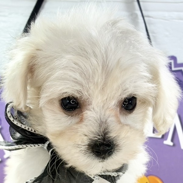 愛知県のマルプー(マルチーズ×プードル) (犬の家＆猫の里七宝店/2025年9月17日生まれ/女の子/クリーム)の子犬の1枚目の画像