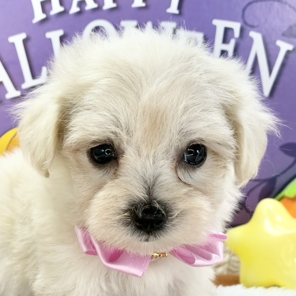 兵庫県のマルプー(マルチーズ×プードル) (犬の家＆猫の里ニッケパークタウン加古川店/2025年9月17日生まれ/女の子/クリーム)の子犬