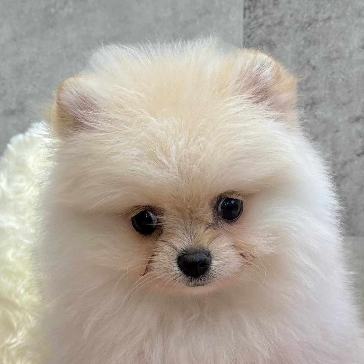 兵庫県のポメラニアン (犬の家＆猫の里川西店/2025年9月15日生まれ/女の子/クリーム)の子犬