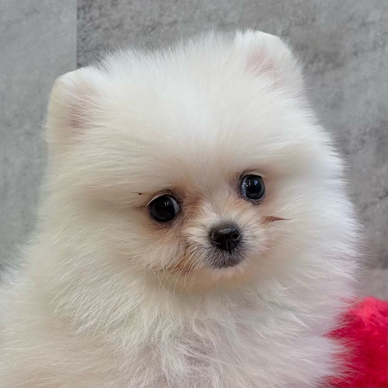 岡山県のポメラニアン (犬の家＆猫の里倉敷中庄店/2025年9月15日生まれ/男の子/クリーム)の子犬の2枚目の画像