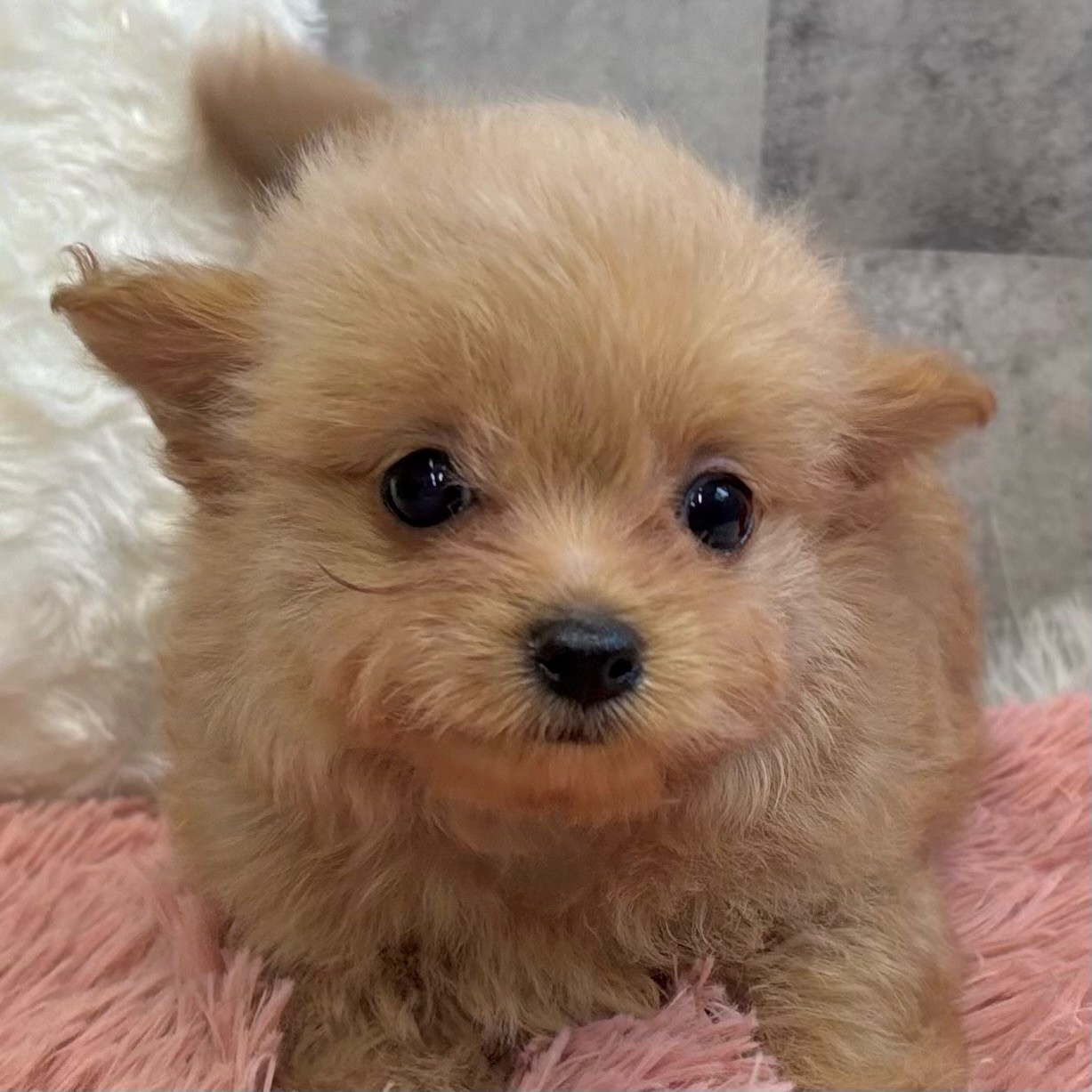 石川県のチワプー/プーチー(チワワ×プードル) (犬の家＆猫の里金沢店/2025年9月15日生まれ/女の子/アプリコット)の子犬