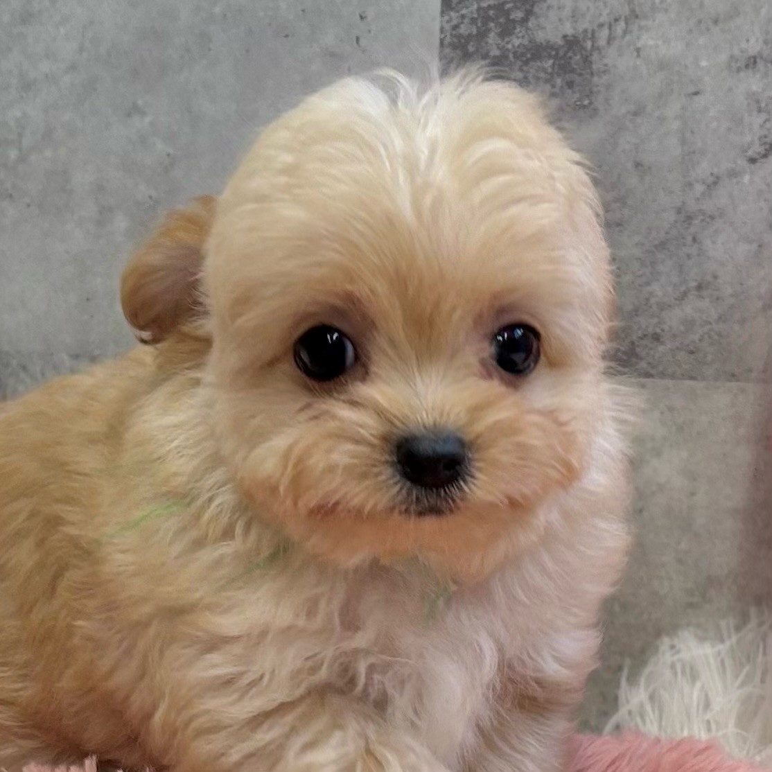 岡山県のチワプー/プーチー(チワワ×プードル) (犬の家＆猫の里岡山店/2025年9月15日生まれ/女の子/アプリコット)の子犬の4枚目の画像