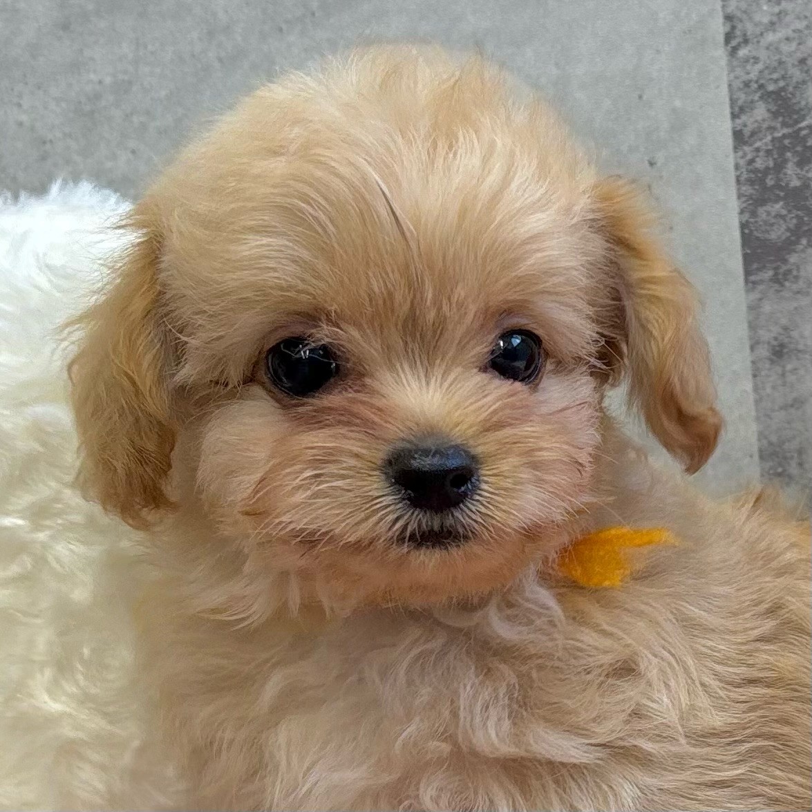 京都府のチワプー/プーチー(チワワ×プードル) (犬の家＆猫の里京都樟葉店/2025年9月15日生まれ/男の子/アプリコット)の子犬