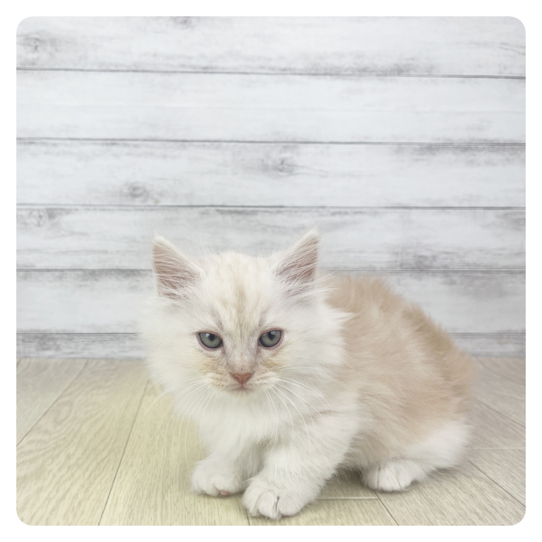 愛知県のマンチカン (犬の家＆猫の里碧南店/2025年9月17日生まれ/男の子/クリームタビーホワイト)の子猫の3枚目の画像