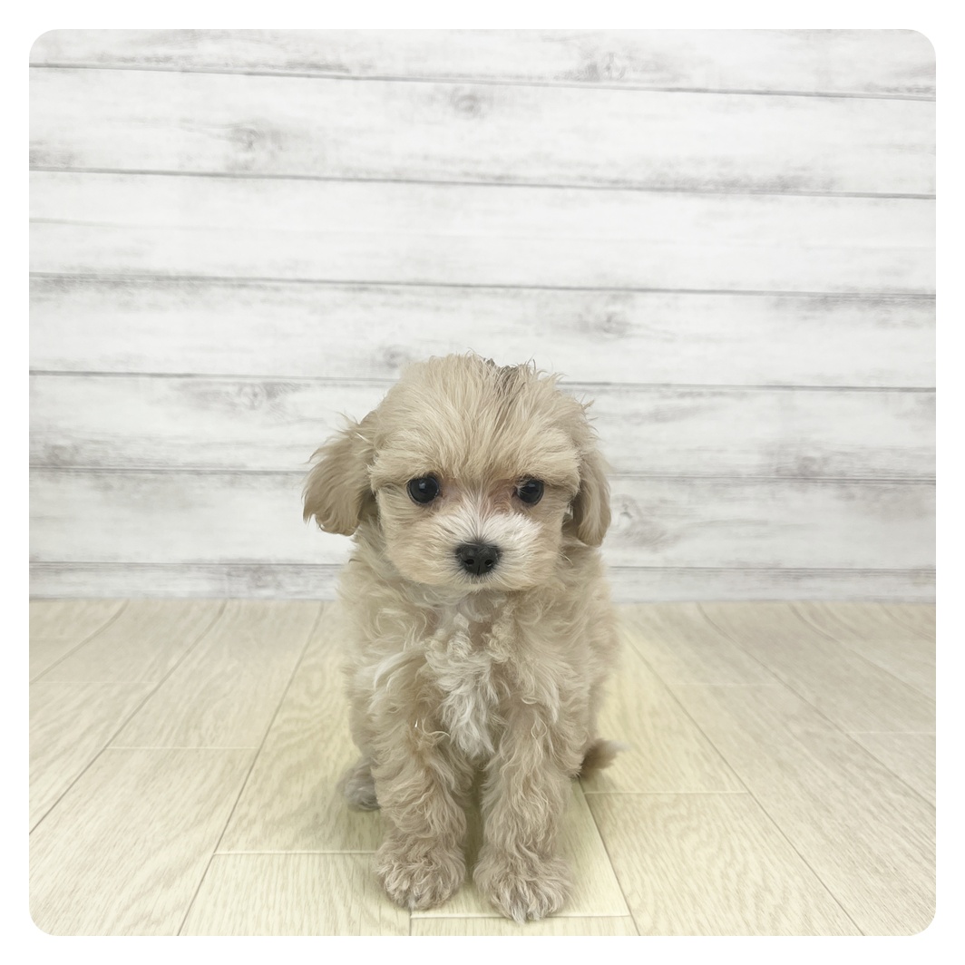 愛知県のマルプー(マルチーズ×プードル) (犬の家＆猫の里春日井本店/2025年9月17日生まれ/女の子/アプリコット)の子犬の4枚目の画像