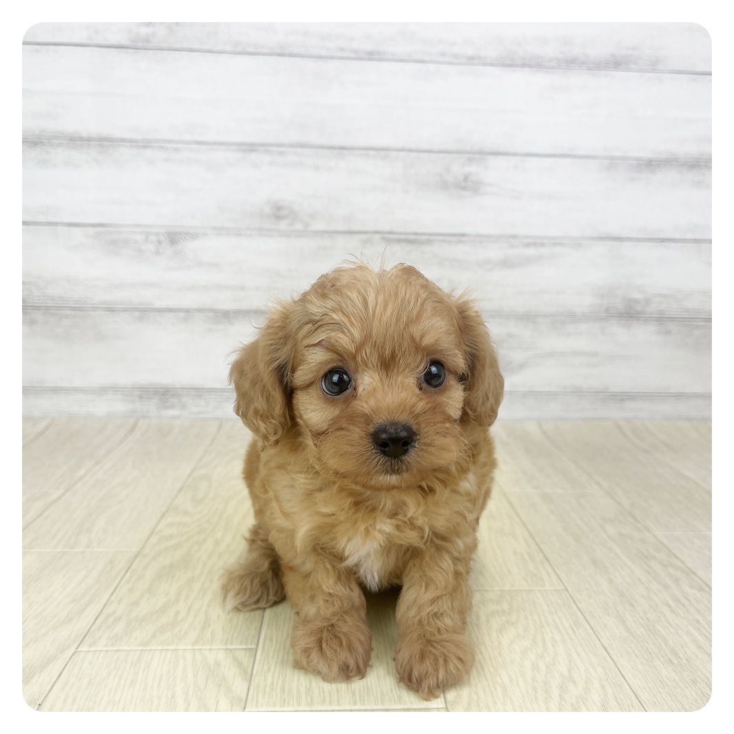 愛知県のポメプー(ポメラニアン×プードル) (犬の家＆猫の里春日井本店/2025年9月16日生まれ/男の子/レッド)の子犬の4枚目の画像