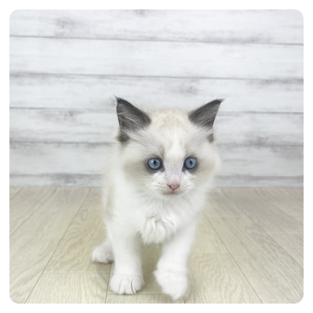 愛知県のラグドール (犬の家＆猫の里MiO香久山店/2025年9月16日生まれ/女の子/シールポイントバイカラー)の子猫の2枚目の画像
