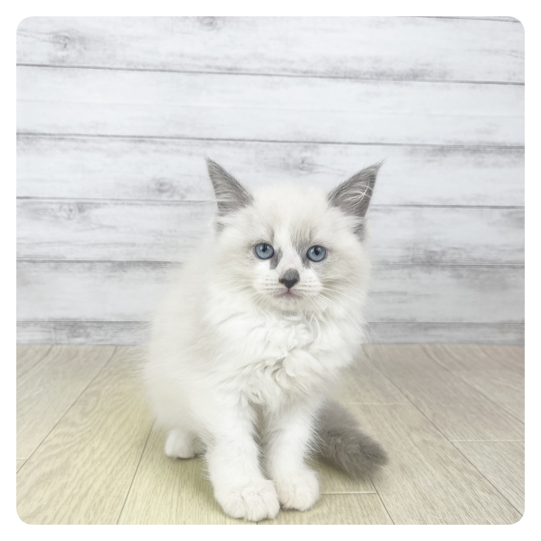 愛知県のラグドール (犬の家＆猫の里名古屋天白店/2025年9月16日生まれ/女の子/ブルーポイントバイカラー)の子猫の2枚目の画像