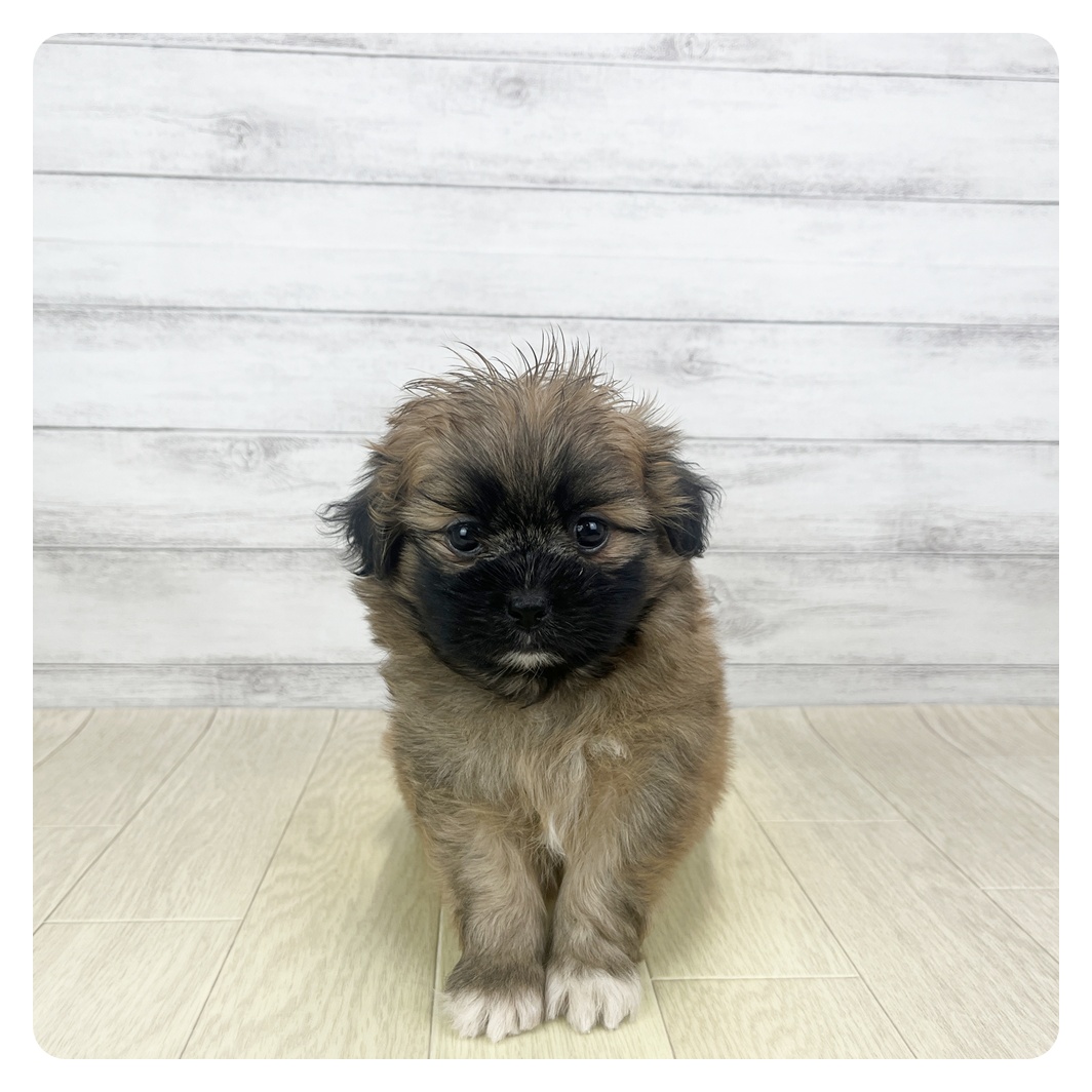 愛知県のポメズー/ポメシーズ(ポメラニアン×シーズー) (犬の家＆猫の里MiO香久山店/2025年9月17日生まれ/女の子/レッド)の子犬の2枚目の画像