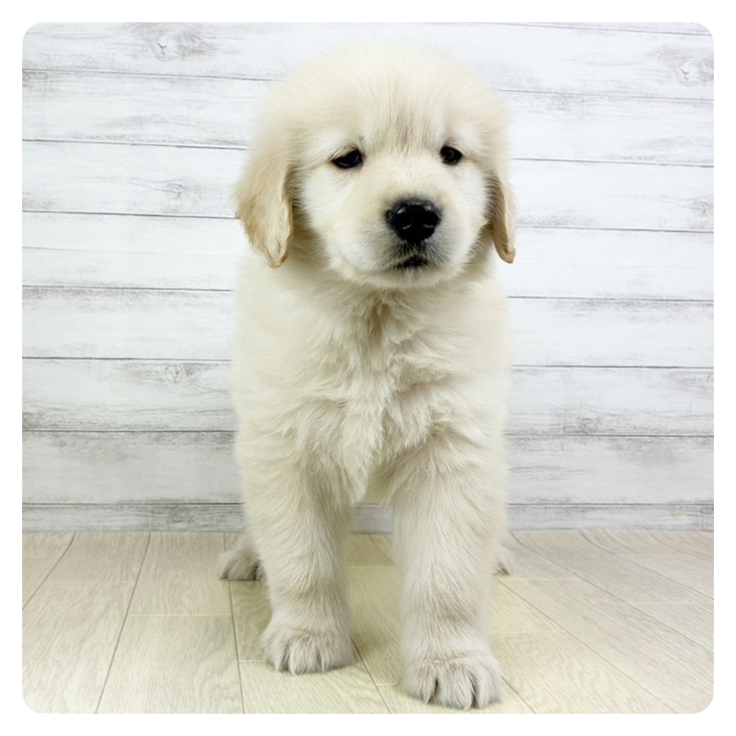 愛知県のゴールデンレトリバー (犬の家＆猫の里豊田店/2025年9月16日生まれ/男の子/ゴールデン)の子犬の3枚目の画像