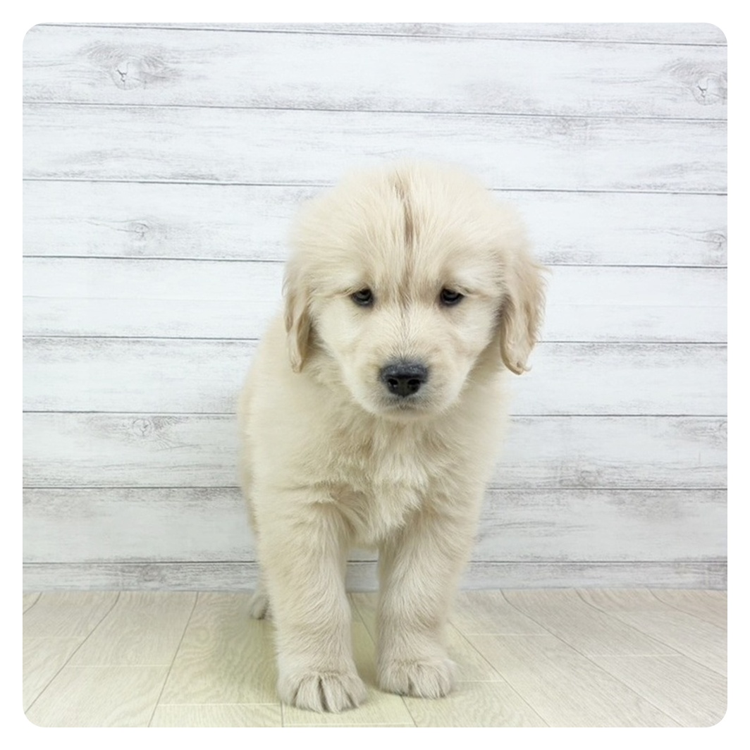 愛知県のゴールデンレトリバー (犬の家＆猫の里岡崎店/2025年9月16日生まれ/男の子/ゴールデン)の子犬の2枚目の画像