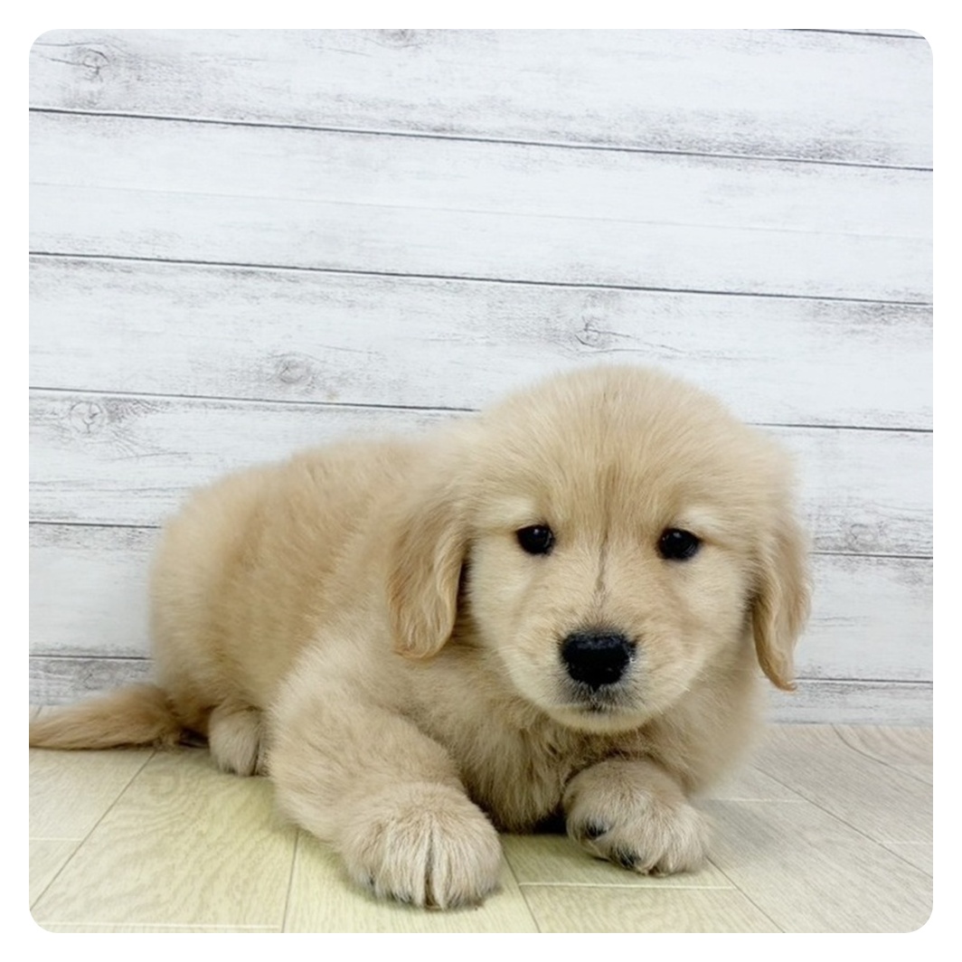 兵庫県のゴールデンレトリバー (犬の家＆猫の里ゆめタウン姫路店/2025年9月16日生まれ/男の子/ゴールデン)の子犬