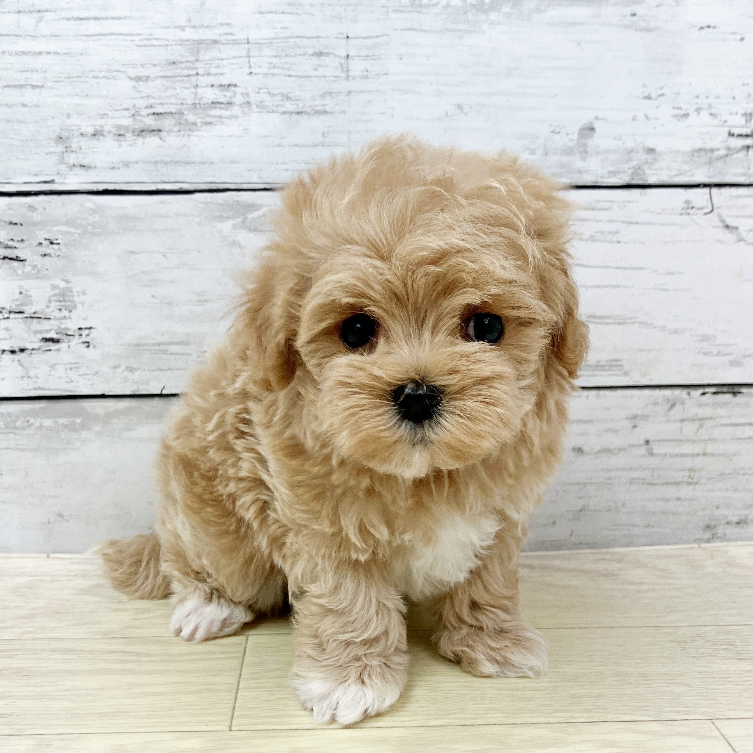 兵庫県のマルプー(マルチーズ×プードル) (犬の家＆猫の里尼崎店/2025年9月15日生まれ/男の子/クリーム)の子犬