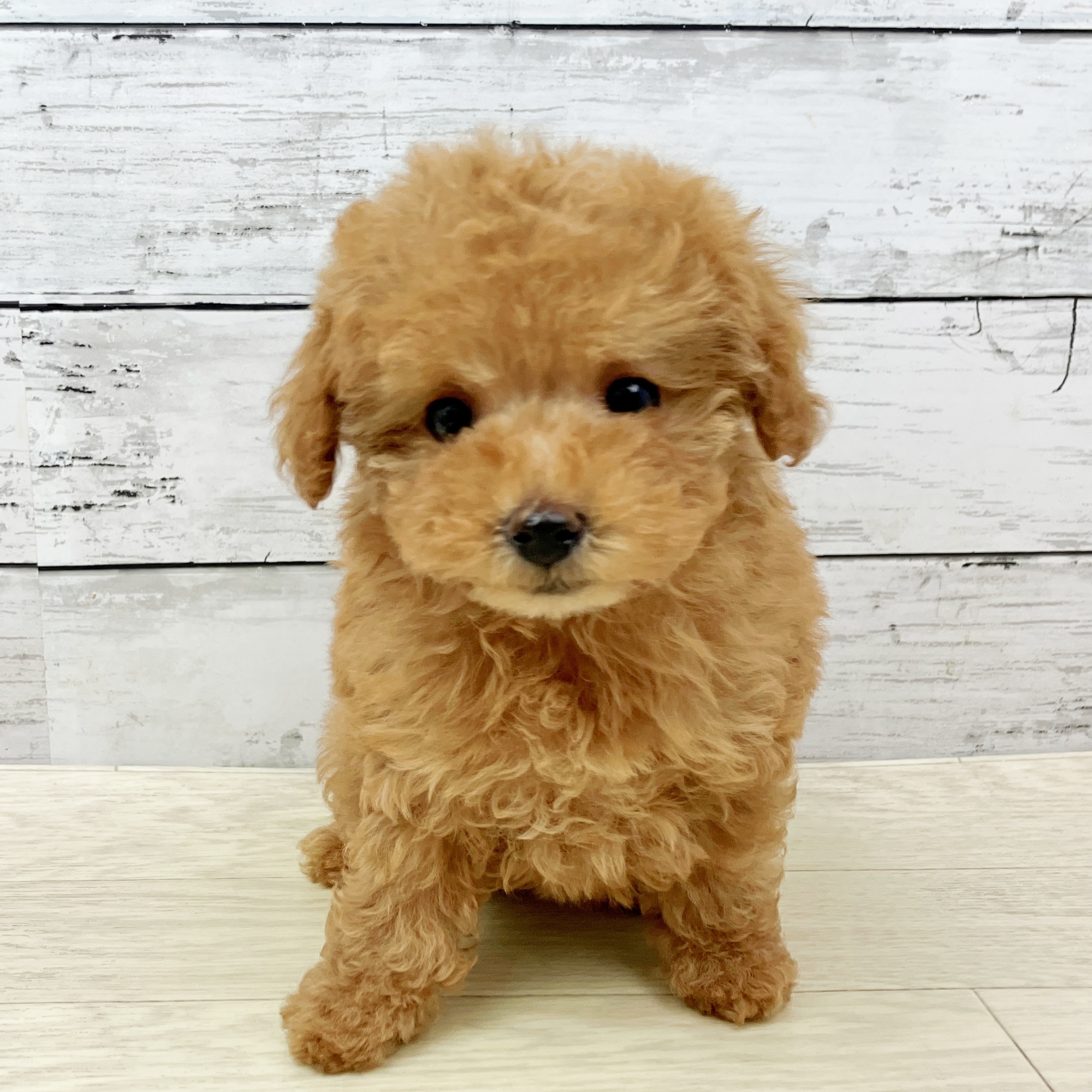 滋賀県のトイプードル(トイ) (犬の家＆猫の里長浜店/2025年9月18日生まれ/女の子/オレンジフォーン)の子犬