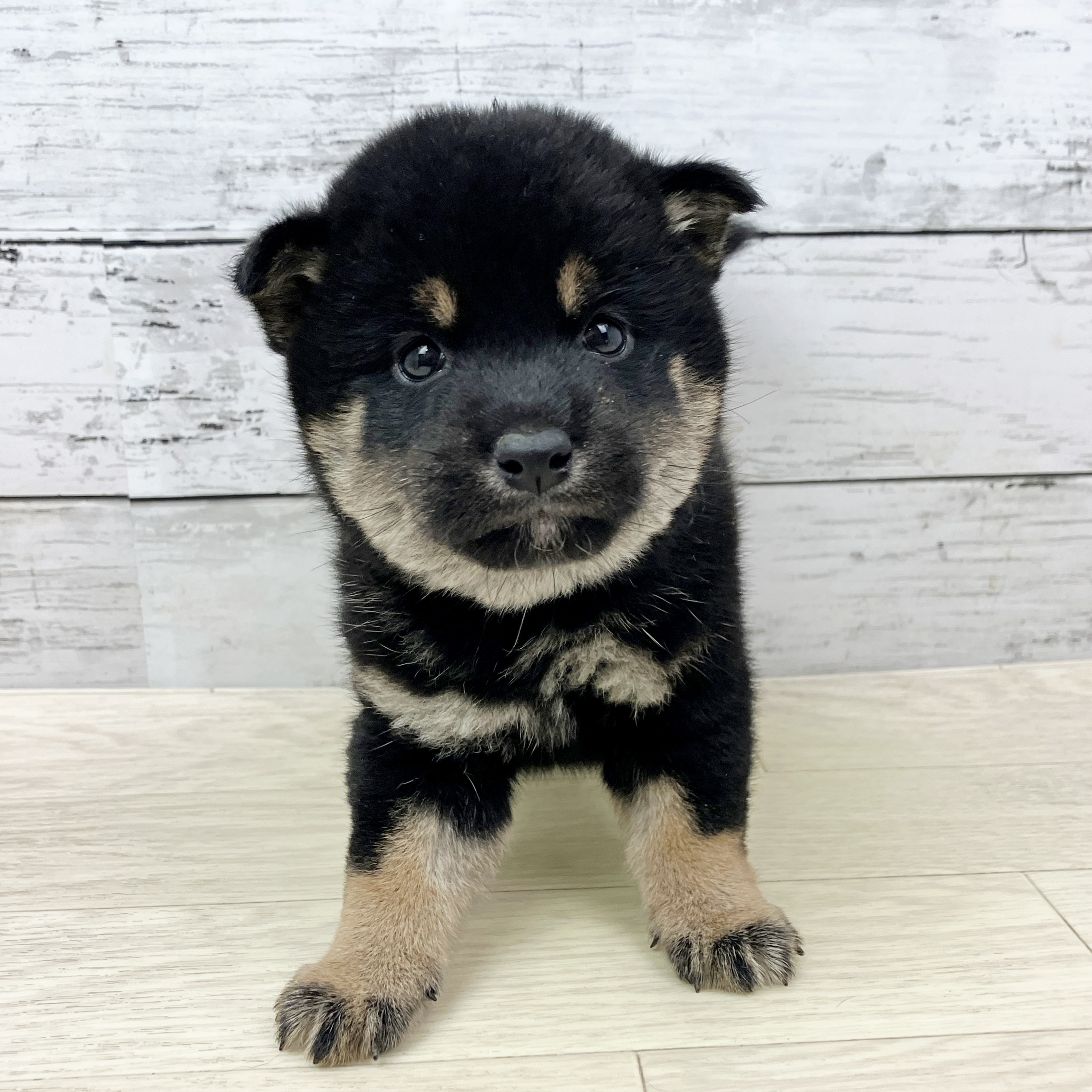 兵庫県の柴犬(標準サイズ) (犬の家＆猫の里川西店/2025年9月18日生まれ/男の子/黒)の子犬