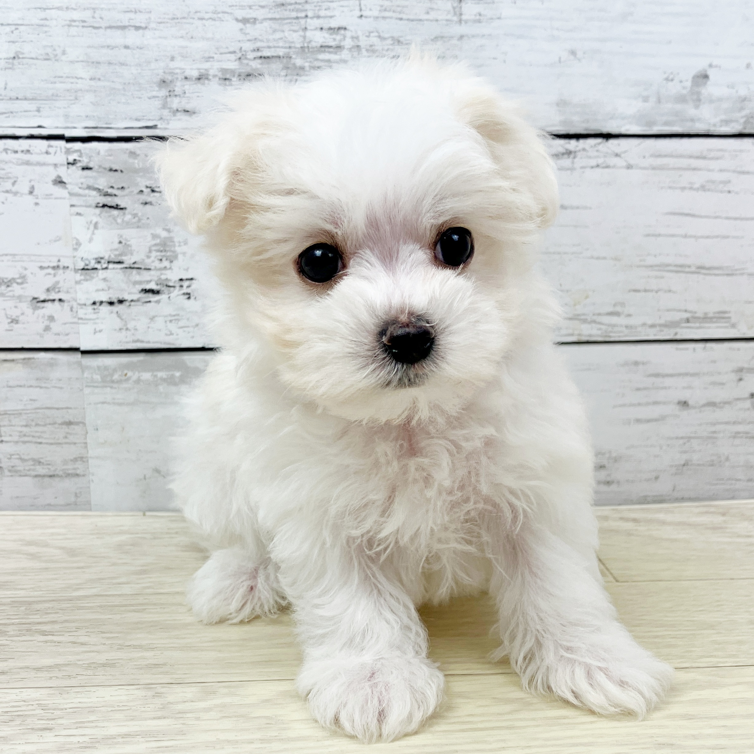 大阪府のマルチーズ (犬の家＆猫の里そよら東岸和田店/2025年9月18日生まれ/女の子/ホワイト)の子犬