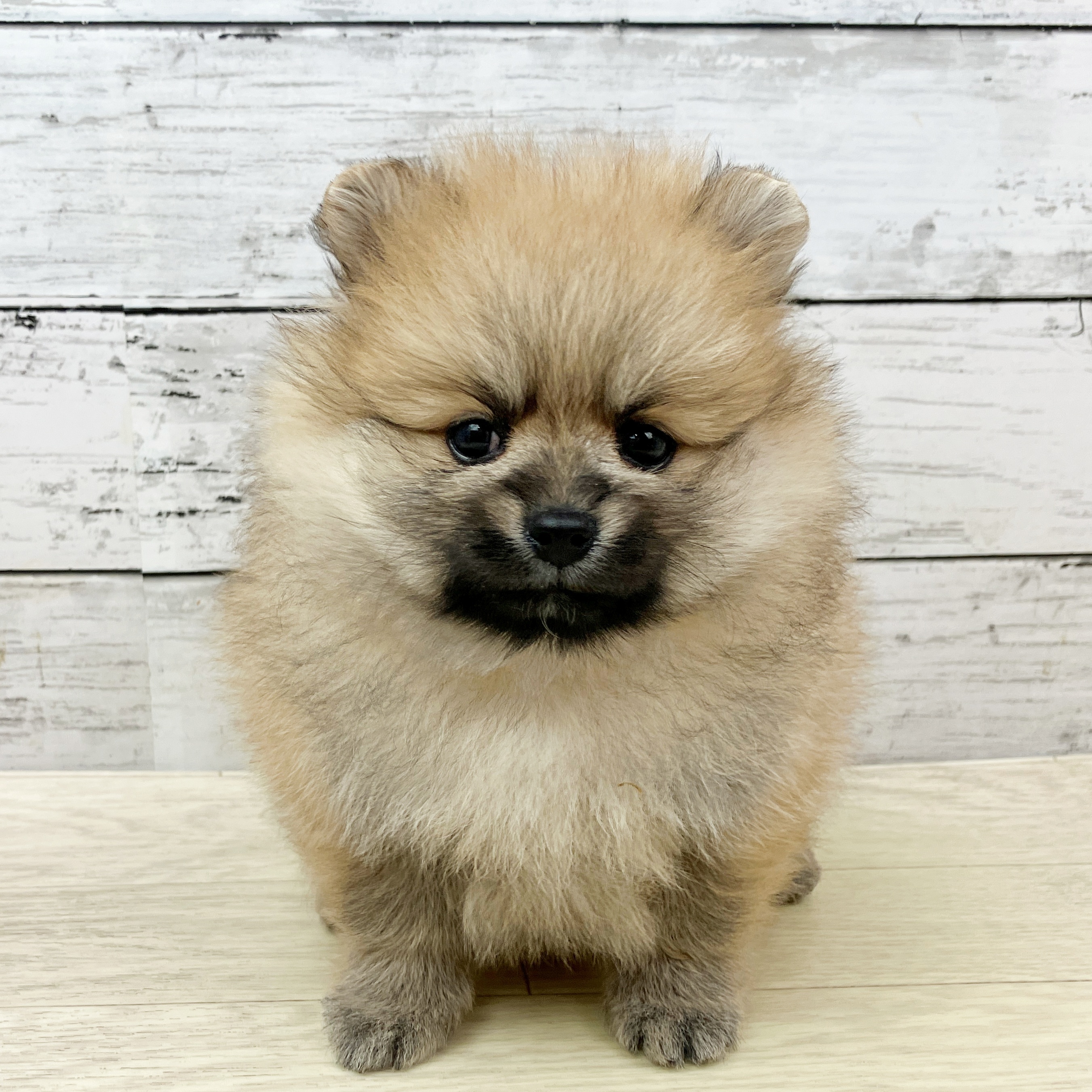 兵庫県のポメラニアン (犬の家＆猫の里カナート西神戸店/2025年9月16日生まれ/女の子/オレンジ)の子犬