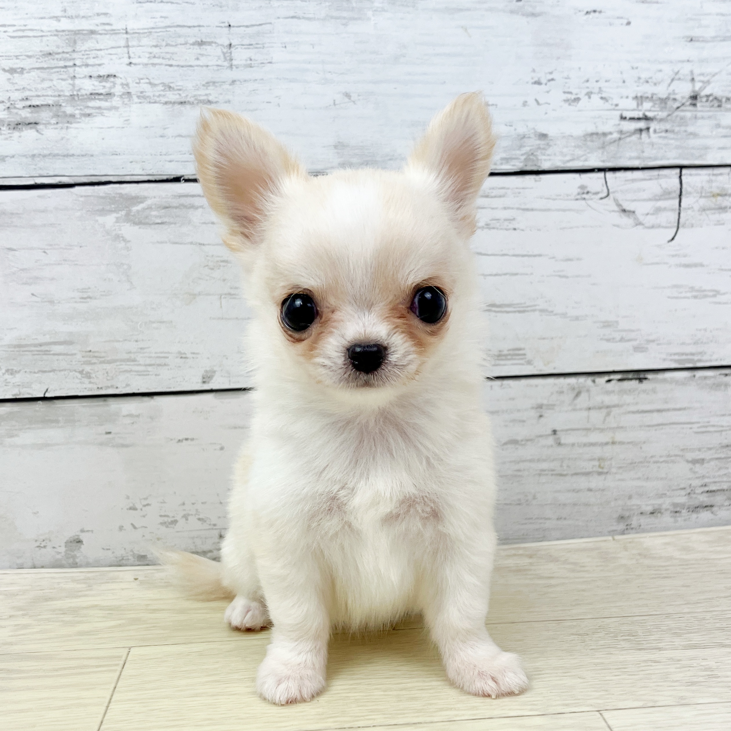 滋賀県のチワワ(ロング) (犬の家＆猫の里近江八幡店/2025年9月11日生まれ/女の子/クリームホワイト)の子犬