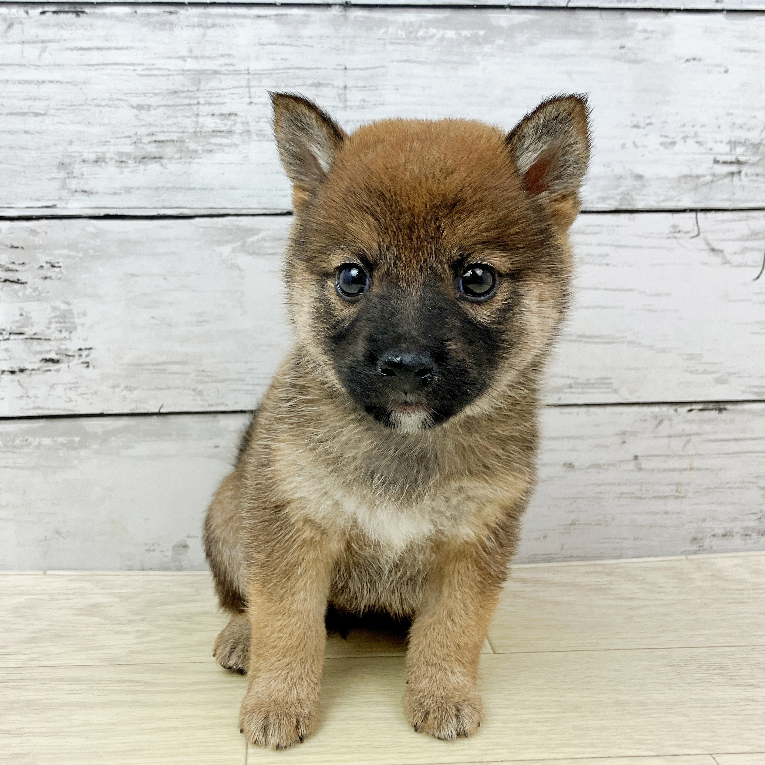兵庫県の豆柴 (犬の家＆猫の里ゆめタウン姫路店/2025年9月18日生まれ/女の子/赤)の子犬