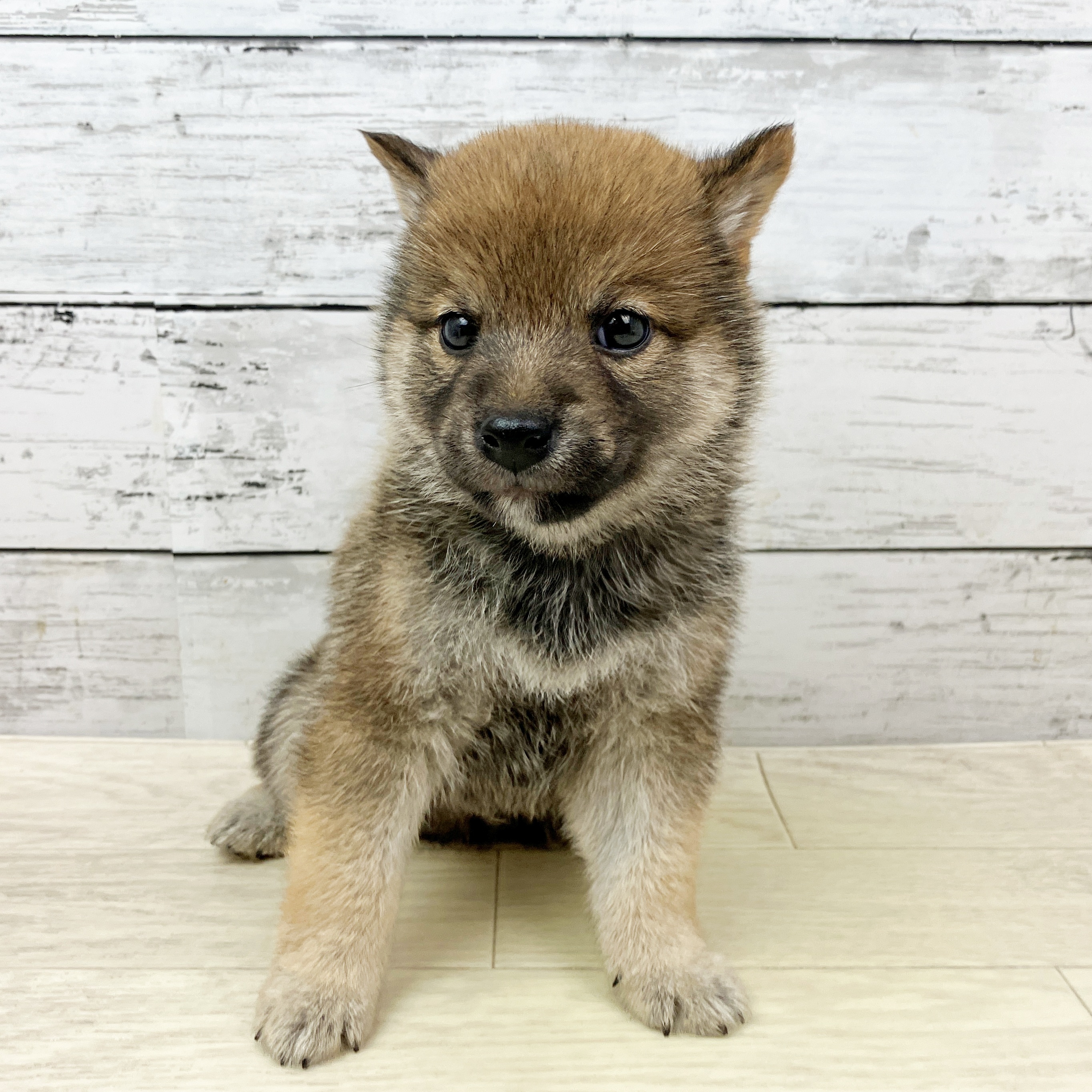 兵庫県の豆柴 (犬の家＆猫の里カナート西神戸店/2025年9月18日生まれ/男の子/赤)の子犬