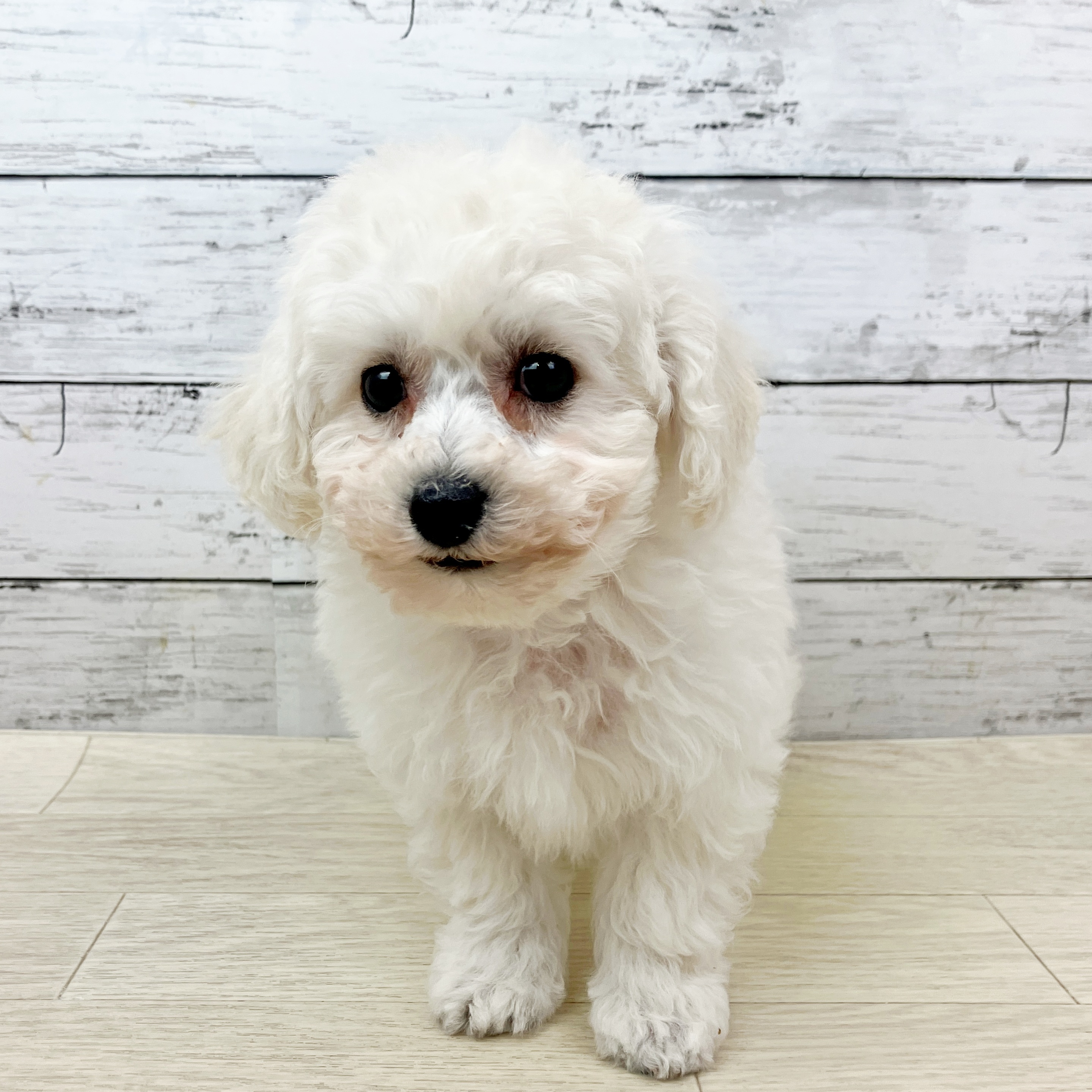 兵庫県のビションプー(ビションフリーゼ×プードル) (犬の家＆猫の里ニッケパークタウン加古川店/2025年9月17日生まれ/男の子/ホワイト)の子犬