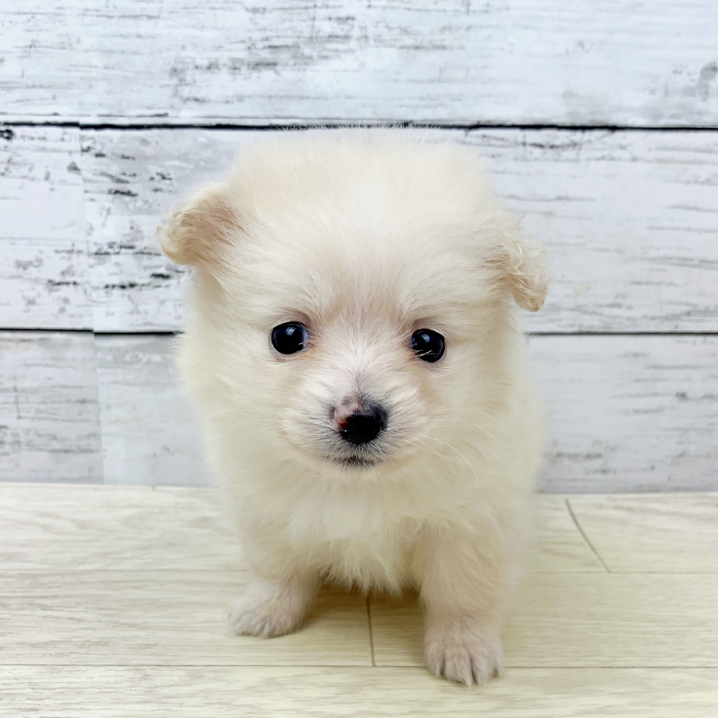 兵庫県のポメックス(ポメラニアン×ダックス) (犬の家＆猫の里ニッケパークタウン加古川店/2025年9月16日生まれ/女の子/クリーム)の子犬