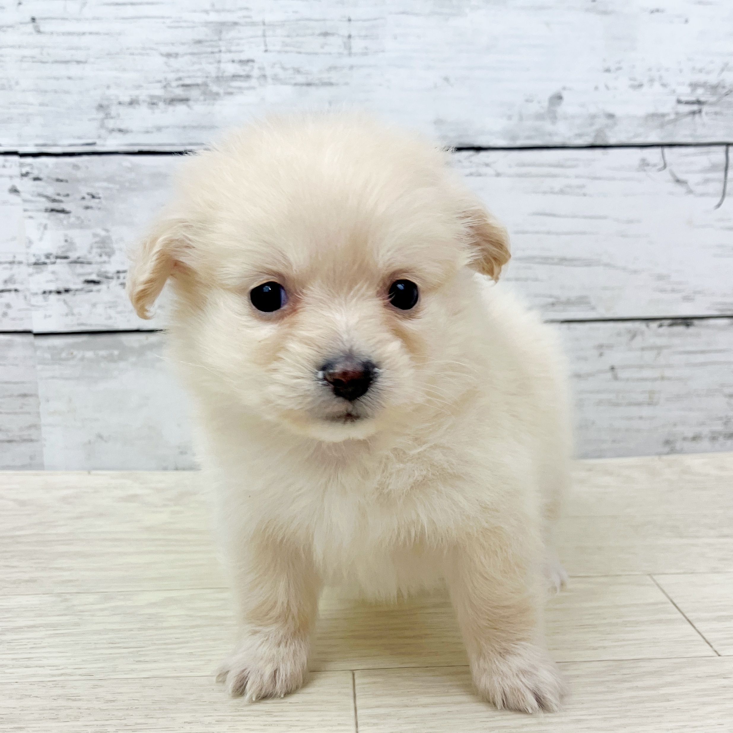 滋賀県のポメックス(ポメラニアン×ダックス) (犬の家＆猫の里近江八幡店/2025年9月16日生まれ/女の子/クリーム)の子犬の2枚目の画像
