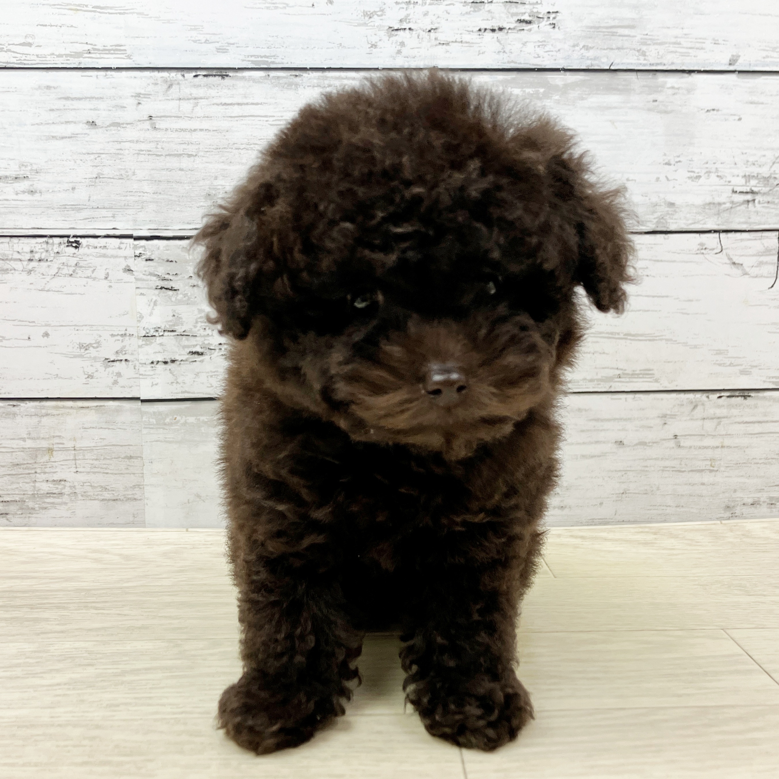兵庫県のトイプードル(トイ) (犬の家＆猫の里川西店/2025年9月16日生まれ/女の子/ブラウン)の子犬