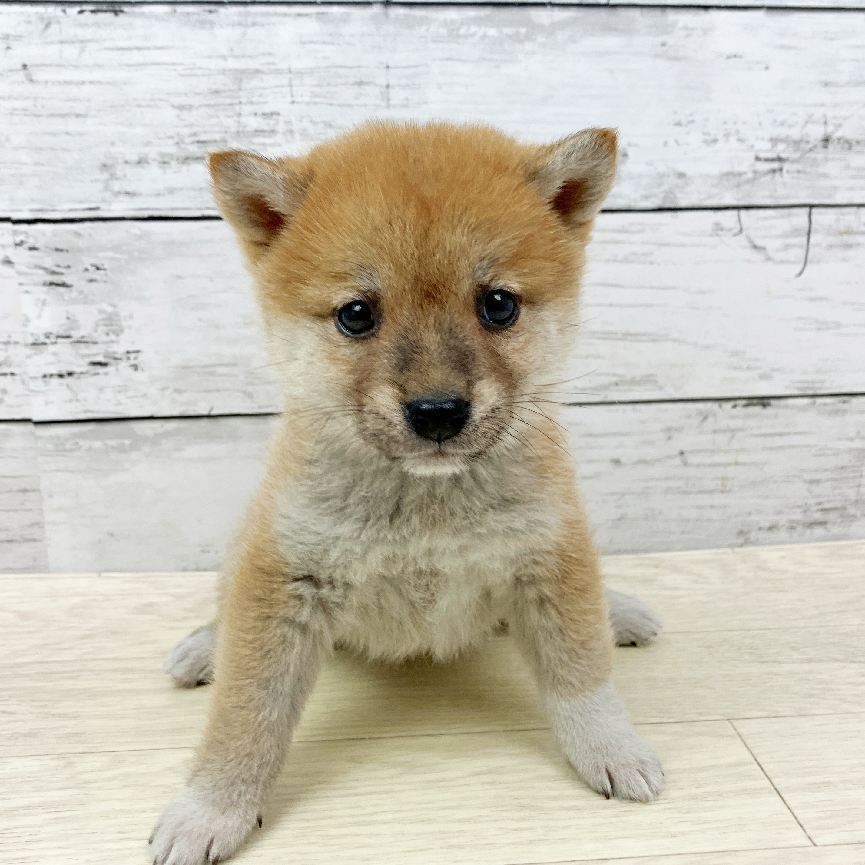 滋賀県の豆柴 (犬の家＆猫の里近江八幡店/2025年9月16日生まれ/女の子/赤)の子犬