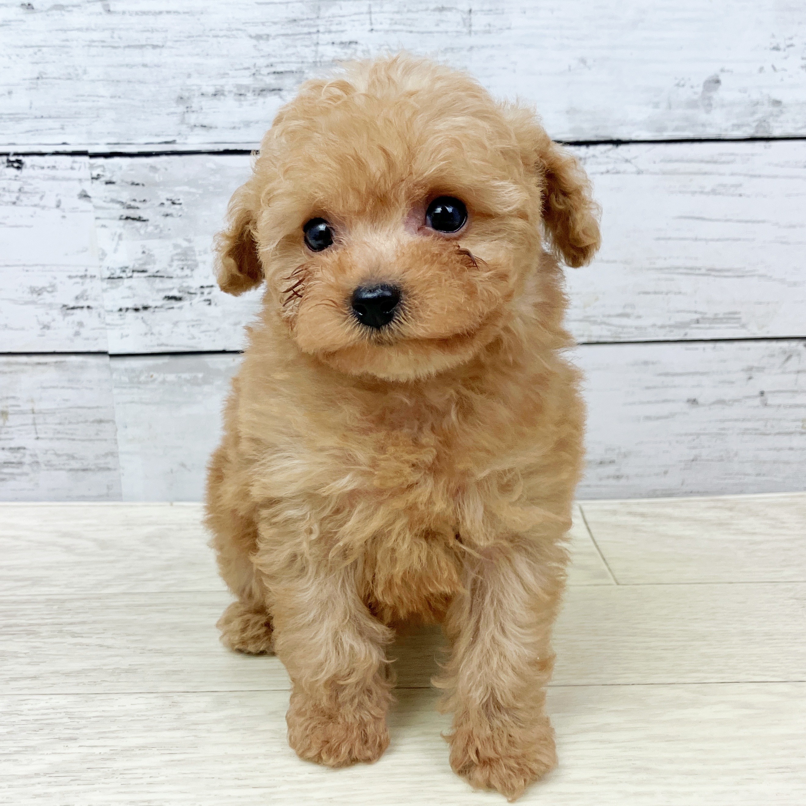 京都府のトイプードル(ティーカップ) (犬の家＆猫の里京都精華店/2025年9月16日生まれ/男の子/オレンジフォーン)の子犬