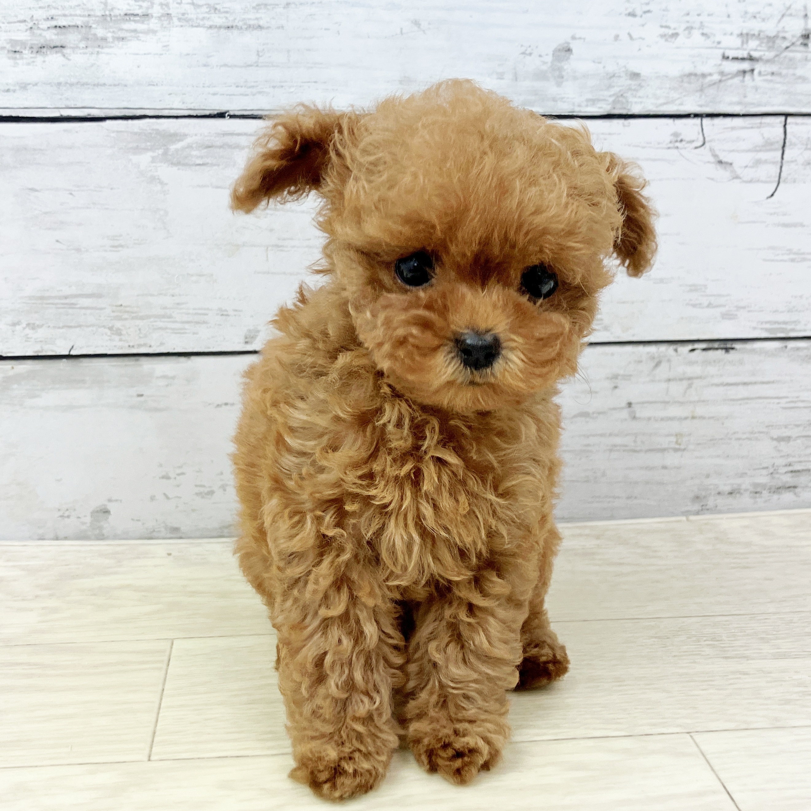 滋賀県のトイプードル(タイニー) (犬の家＆猫の里近江八幡店/2025年9月15日生まれ/女の子/レッドフォーン)の子犬