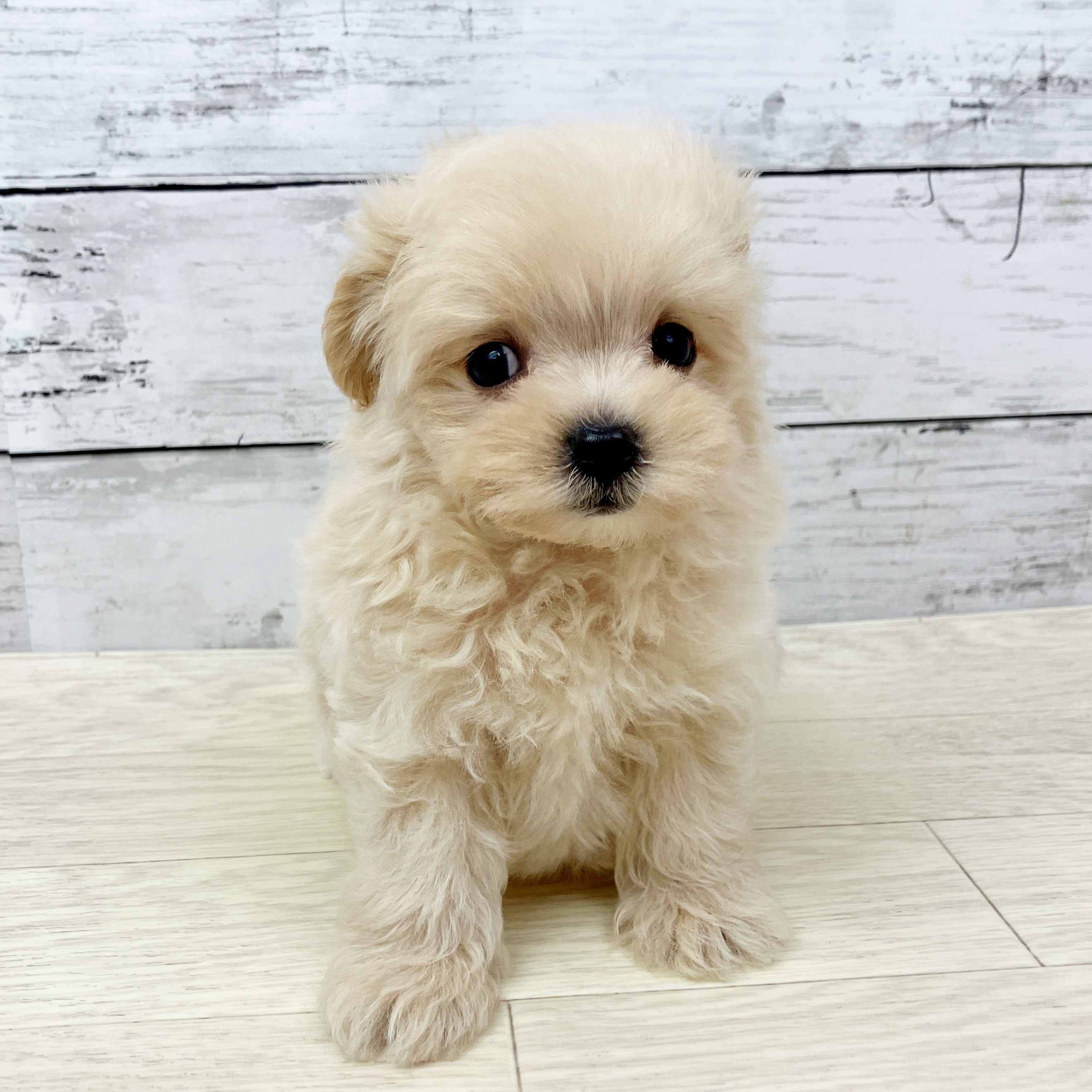 滋賀県のマルプー(マルチーズ×プードル) (犬の家＆猫の里近江八幡店/2025年9月17日生まれ/男の子/アプリコット)の子犬