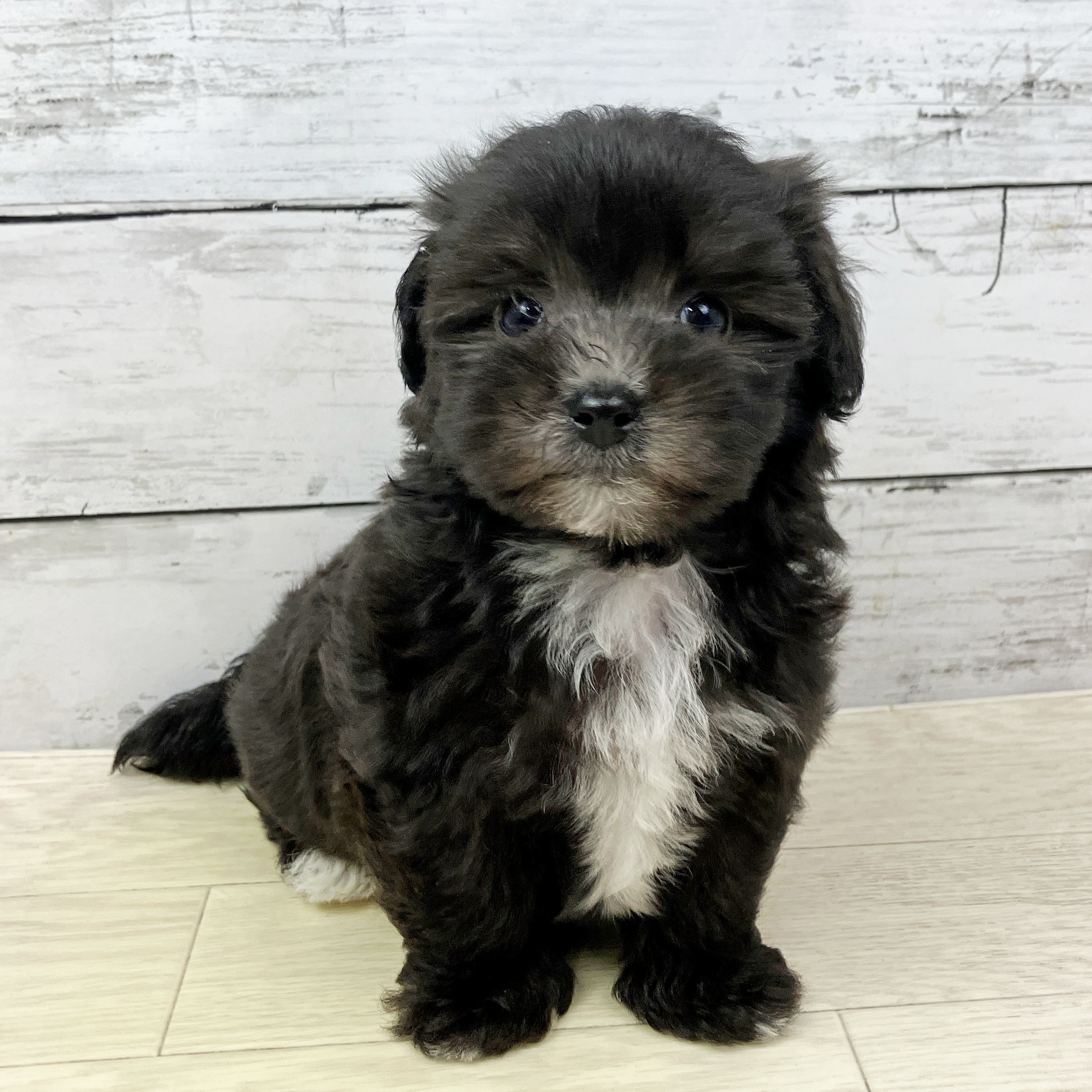 滋賀県のマルプー(マルチーズ×プードル) (犬の家＆猫の里近江八幡店/2025年9月16日生まれ/男の子/ブラック)の子犬