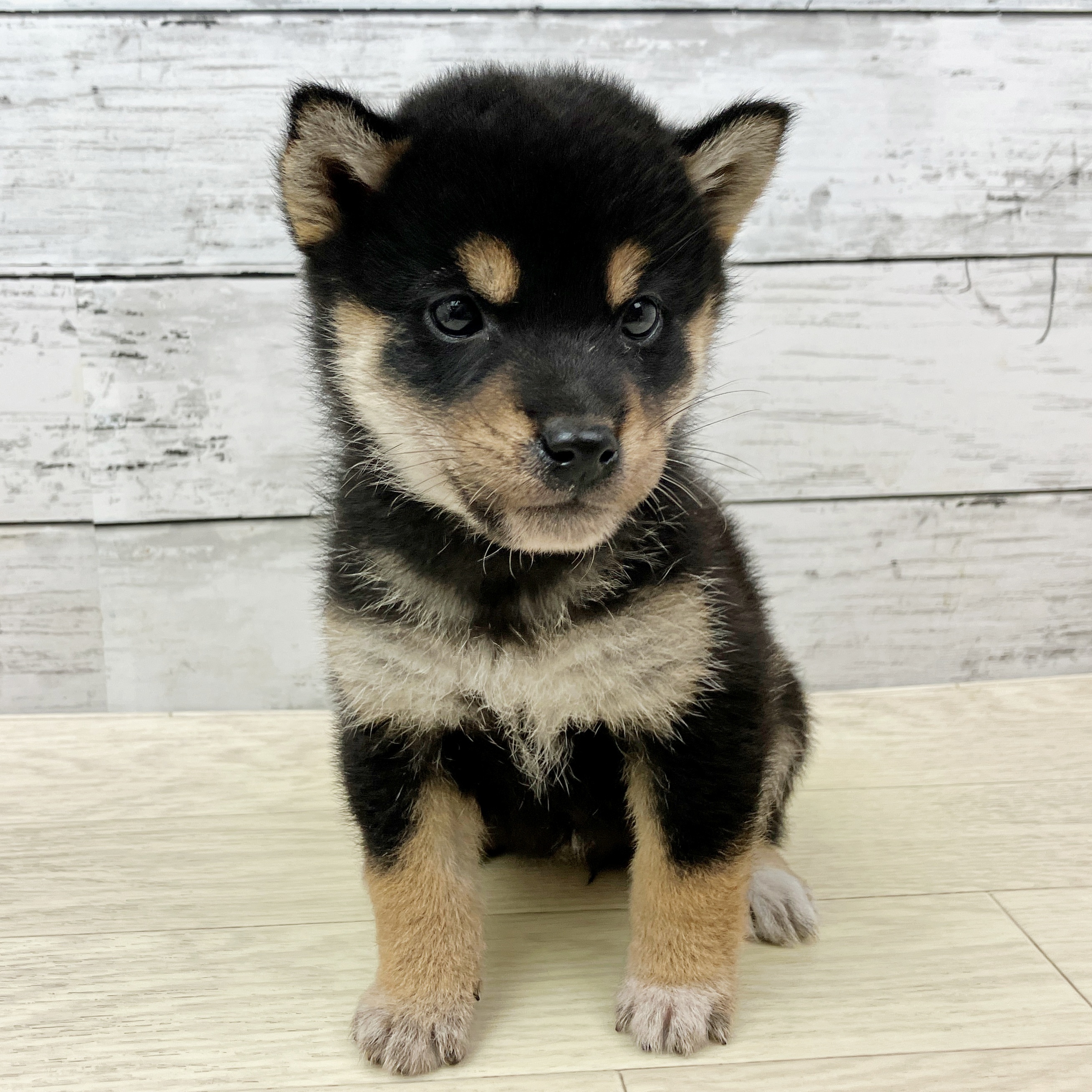 京都府の柴犬(標準サイズ) (犬の家＆猫の里京都精華店/2025年9月17日生まれ/女の子/黒)の子犬