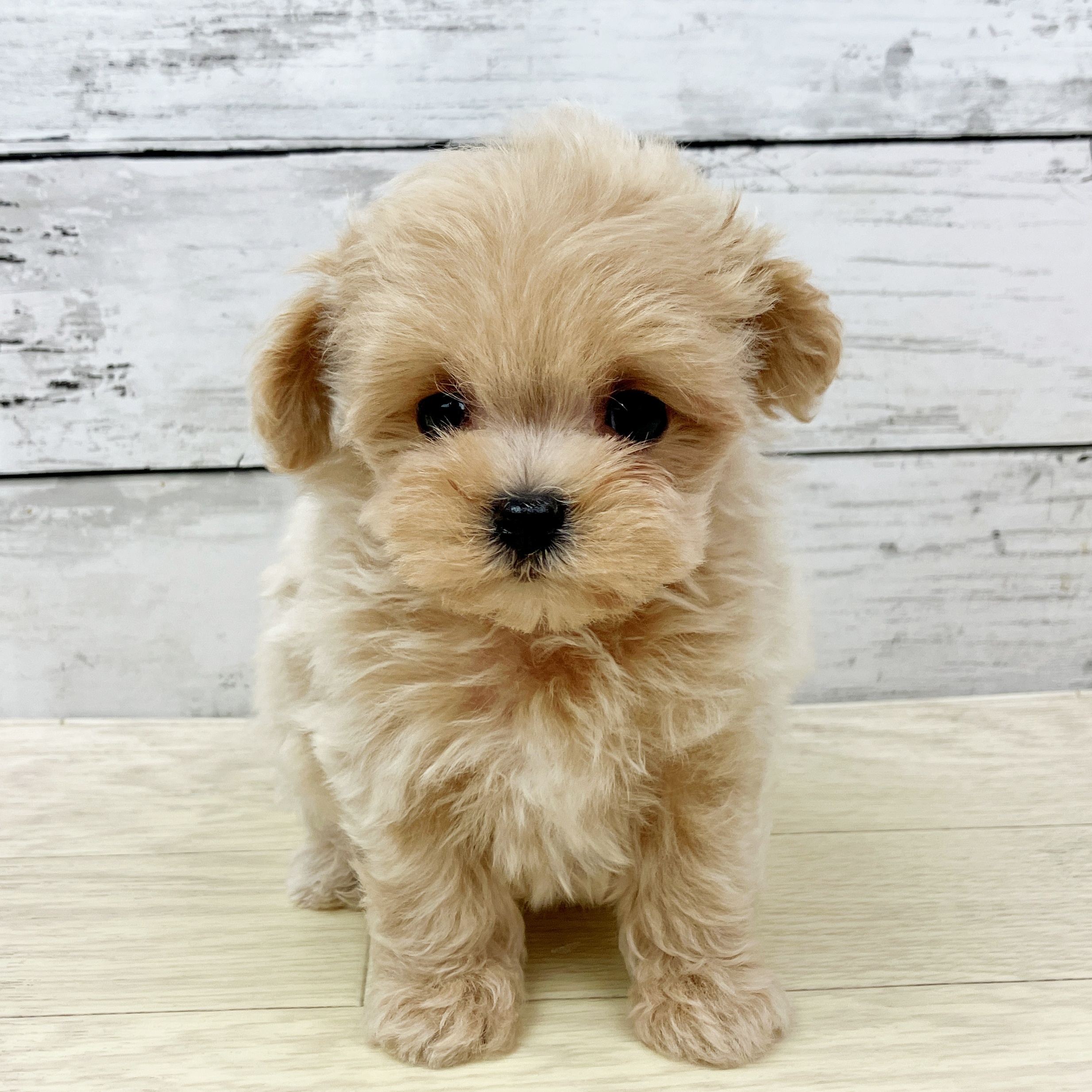 滋賀県のマルプー(マルチーズ×プードル) (犬の家＆猫の里近江八幡店/2025年9月17日生まれ/女の子/アプリコット)の子犬