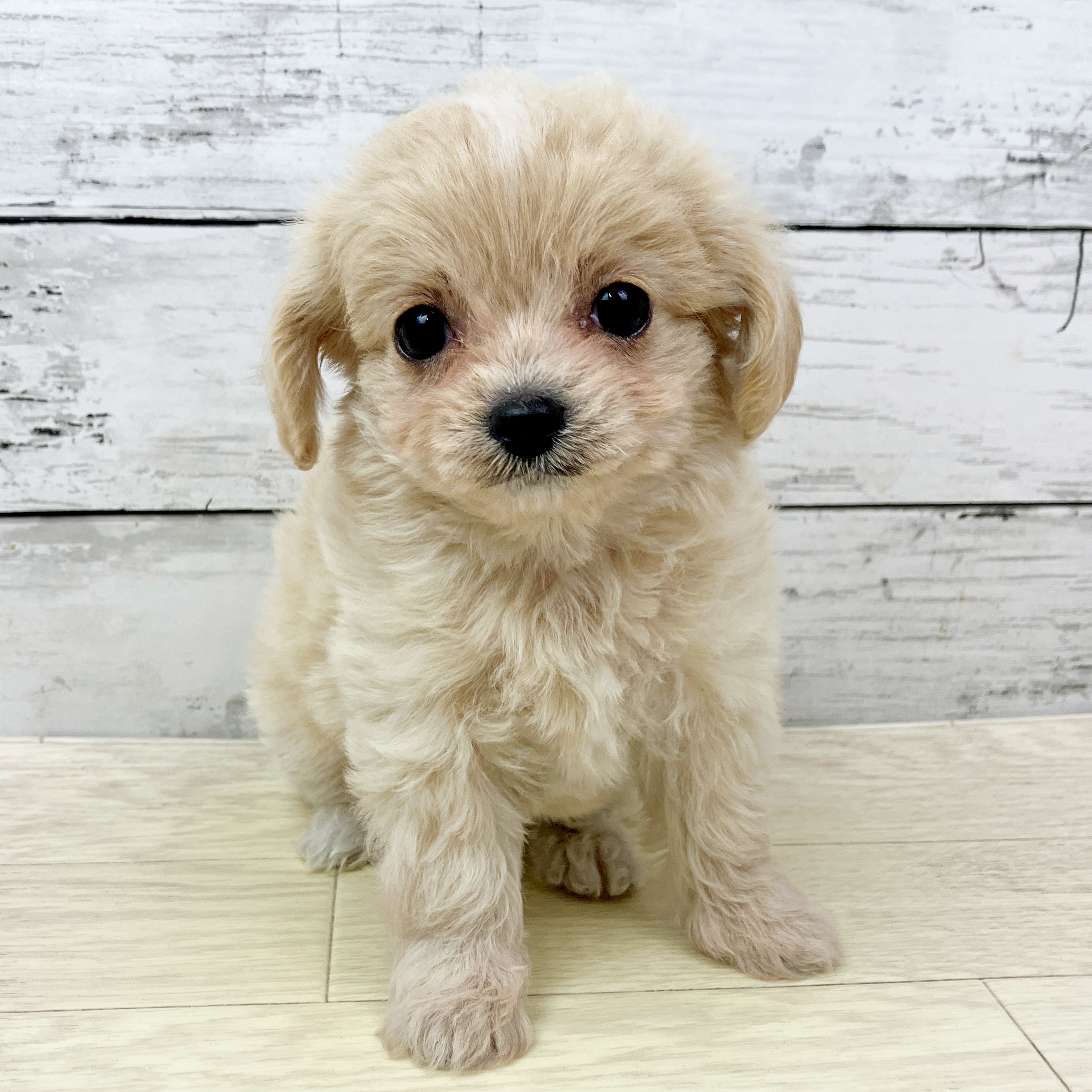 兵庫県のチワプー/プーチー(チワワ×プードル) (犬の家＆猫の里川西店/2025年9月13日生まれ/女の子/クリーム)の子犬