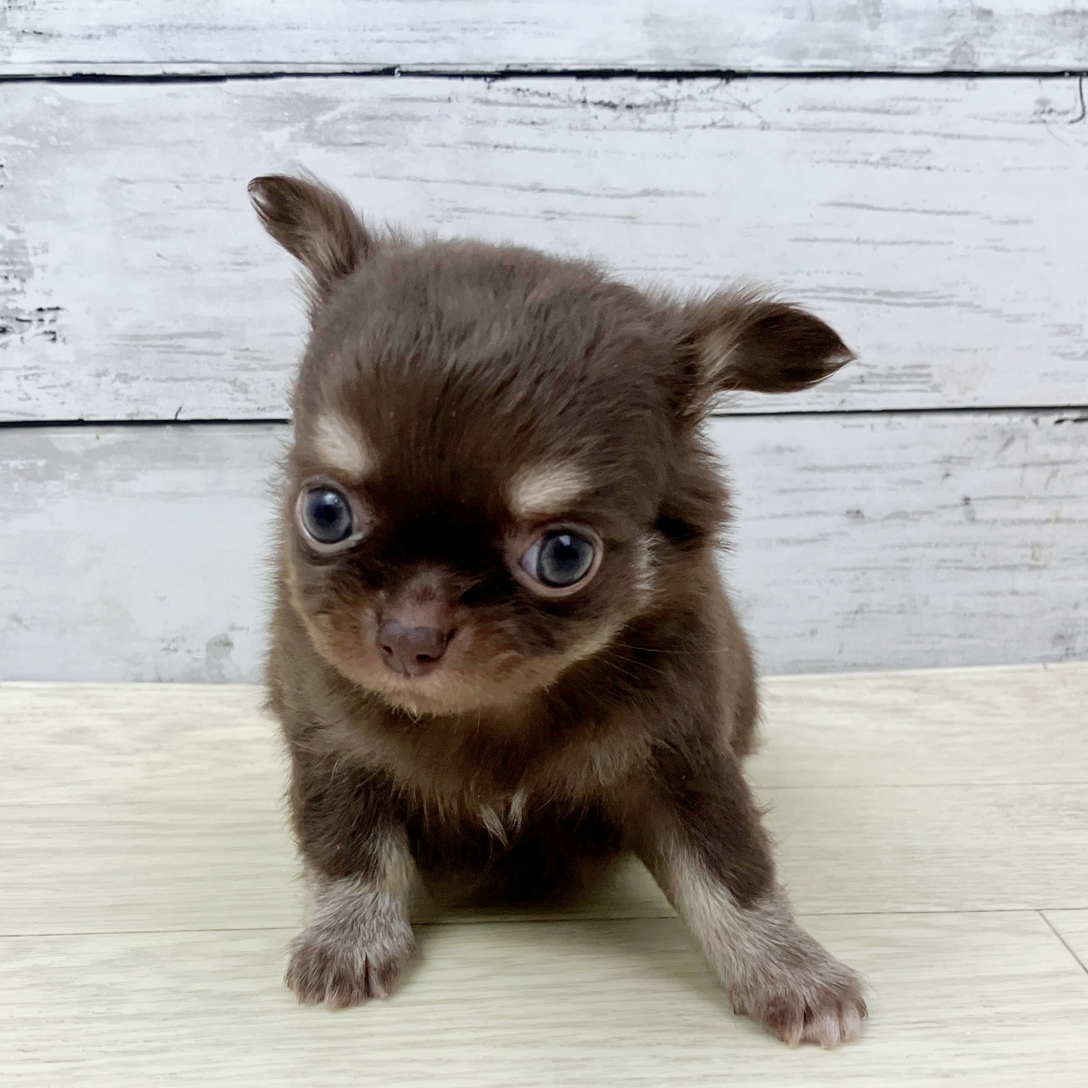 兵庫県のチワワ(ロング) (犬の家＆猫の里川西店/2025年9月18日生まれ/女の子/チョコレートクリーム)の子犬