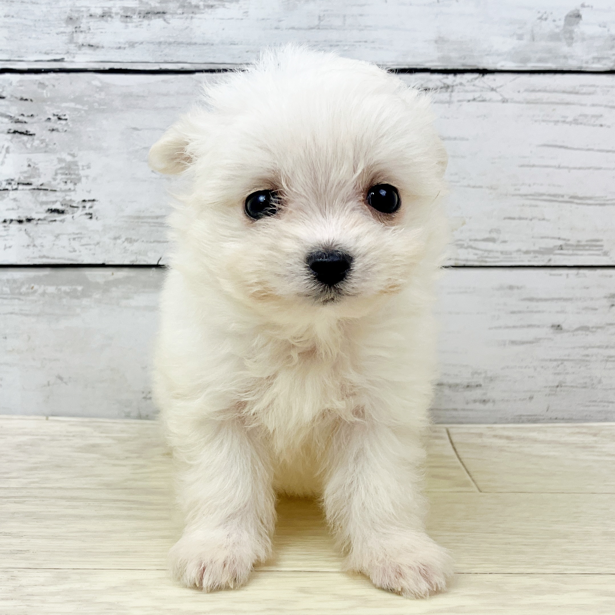 滋賀県のチワマル/マルチワ(チワワ×マルチーズ) (犬の家＆猫の里近江八幡店/2025年9月17日生まれ/女の子/ホワイト)の子犬