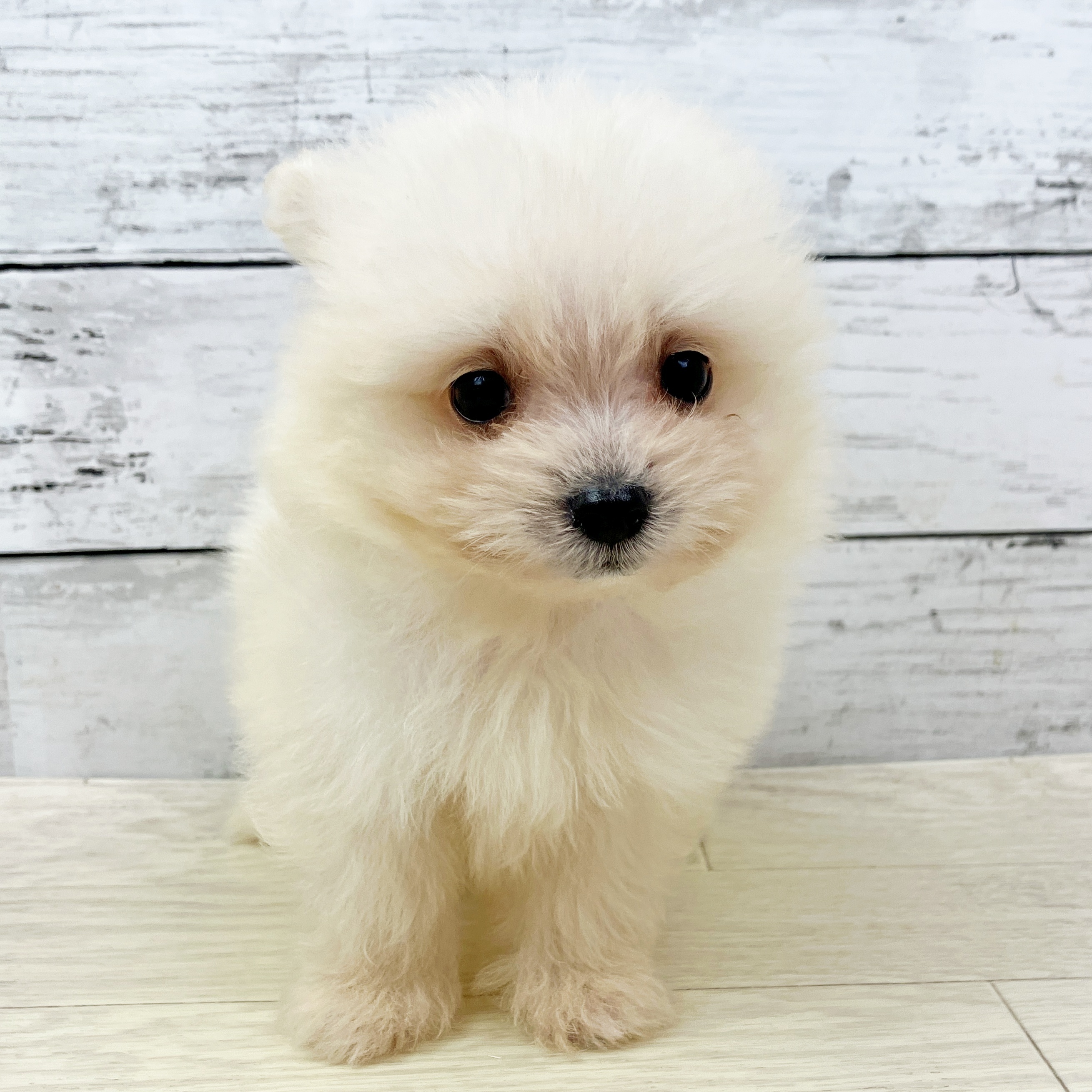 兵庫県のポメマル/マルポメ(ポメラニアン×マルチーズ) (犬の家＆猫の里川西店/2025年9月17日生まれ/男の子/ホワイト)の子犬